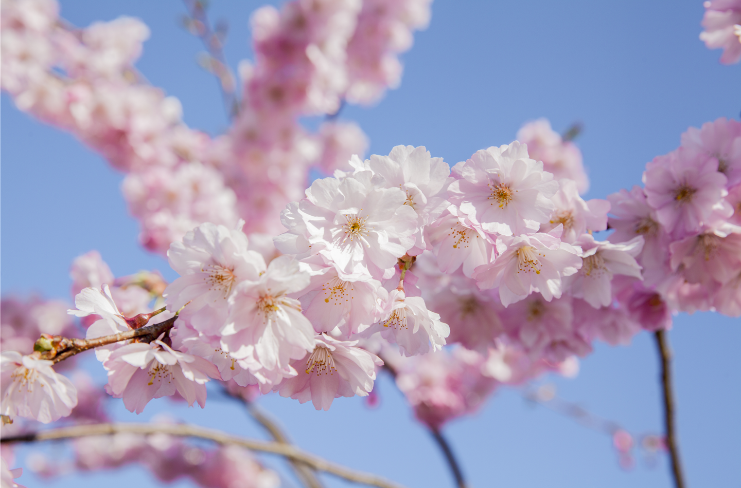 Prunus serrulata (GS475903.jpg)