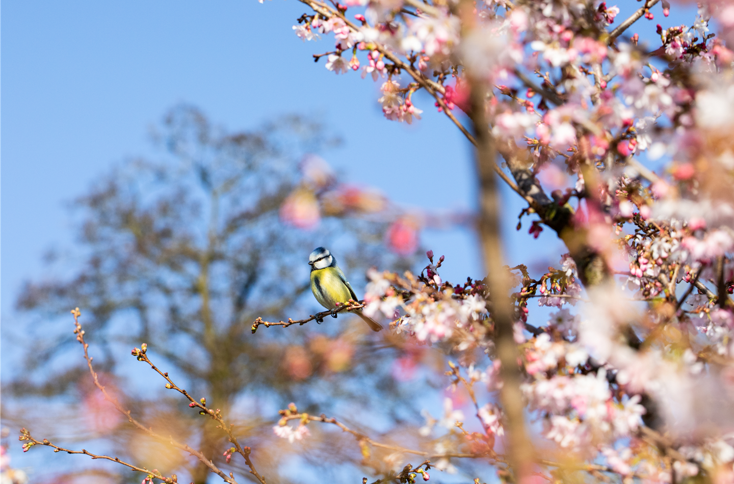 Obstgehölze im Frühling - Kirsche