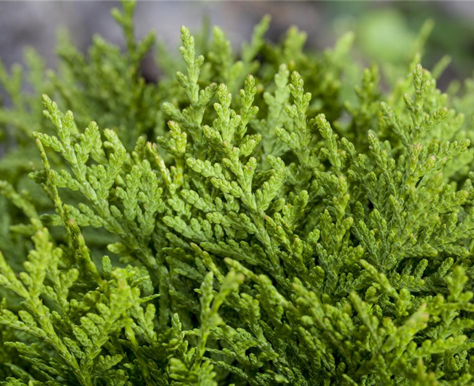 Heckenpflanze Thuja 'Smaragd' im Garten