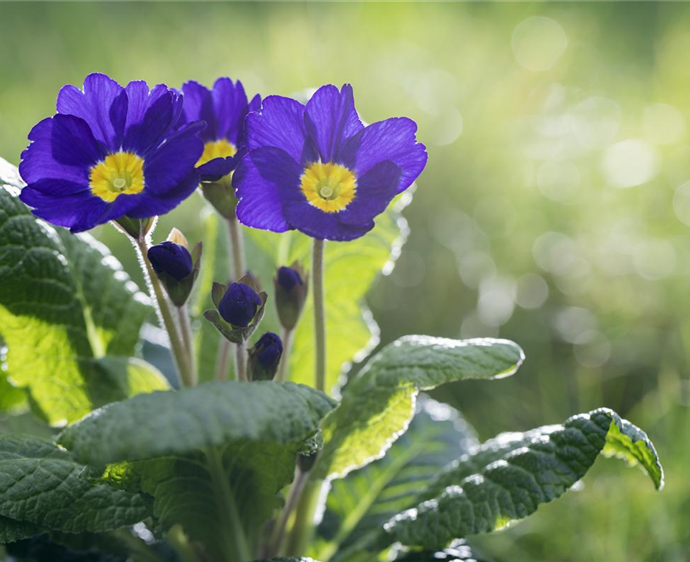 Primula vulgaris, blau