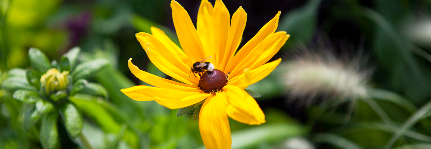 Blüte mit Hummel (GS410974.jpg)