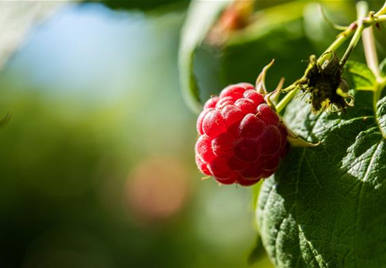 Rubus idaeus